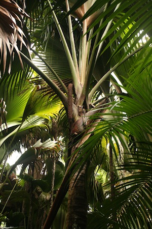 By the Kauai Shore: Plants That Withstand Salty Conditions By the Kauai Shore: Plants That Withstand Salty Conditions