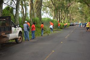 Community Works: Clearing The Koloa Tree Tunnel