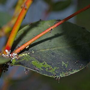 Kauai’s Top 3 Plant Disease Threats: Spot Them & Stop Them