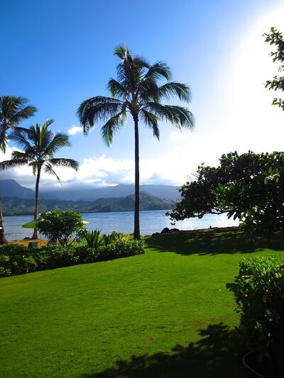 Palm tree in Hawaii