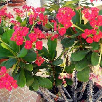 Poisonous plants in Hawaii: Euphorbia 'Crown of Thorns'