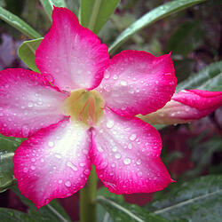 Desert rose (Adenium obesum)