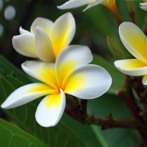 The 5 Most Fragrant Flowers For Your Kauai Commercial Property