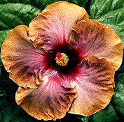 hybrid hibiscuses are exotic flowers on Kauai