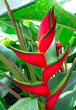 heliconias are exotic flowers on Kauai heliconias are exotic flowers on Kauai