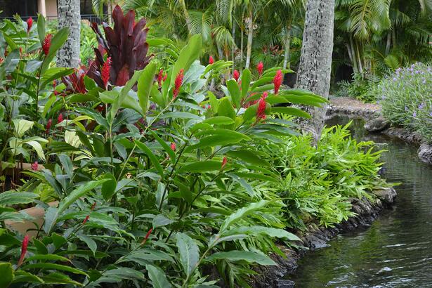 sheraton-kauai-resort-pool-landscaping-koloa-hi-3.jpg