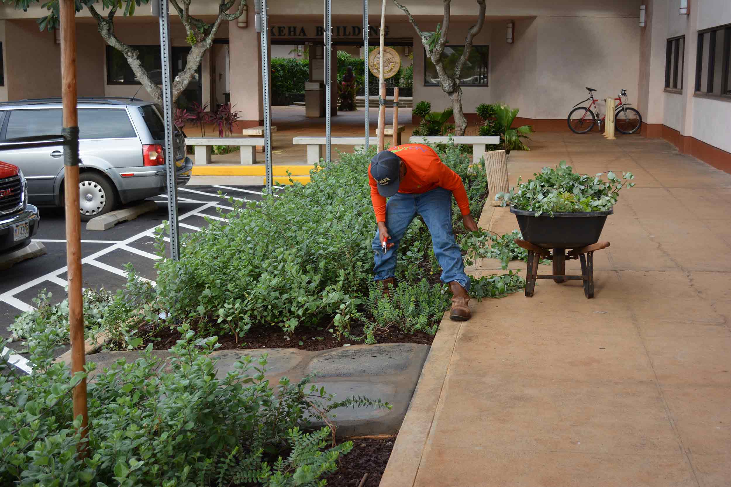 lihue civic center landscaping in kauai, hi