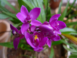 The Disease Threatening Impatiens - What To Plant Instead The Disease Threatening Impatiens - What To Plant Instead
