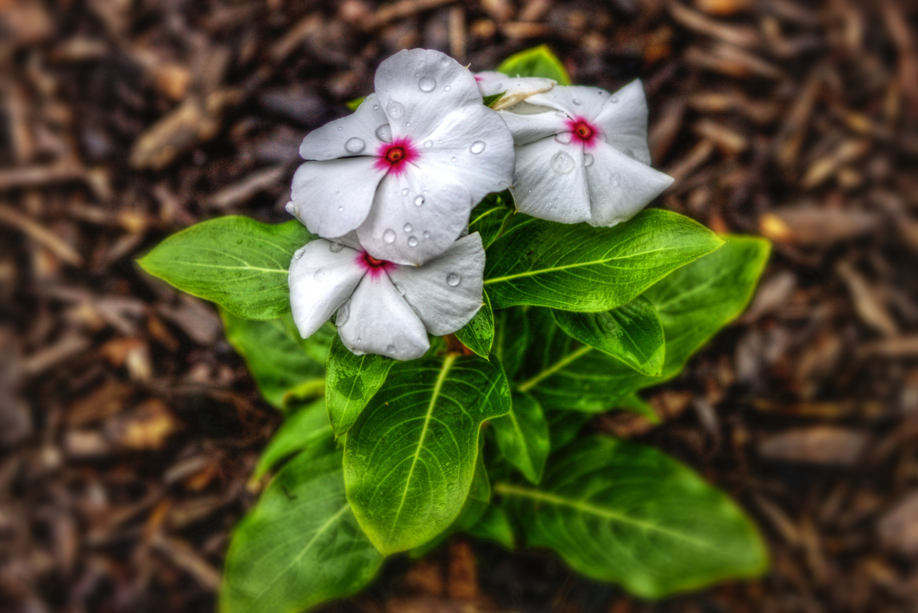 Disease Control Downy Mildew Treatment For Impatiens On Kauai