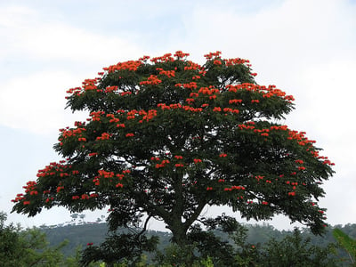 the African tulip tree is an invasive plant on the island of Kauai