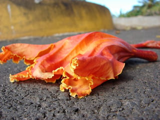 this blossom is from an African tulip tree — an invasive plant on Kauai