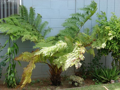 australian tree fern is an invasive plant on the island of Kauai