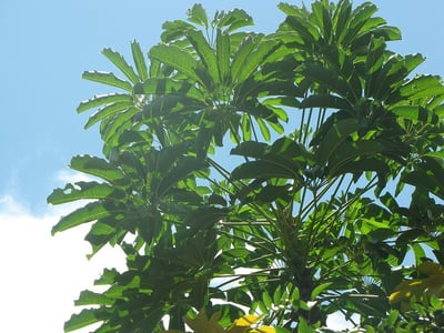 the octupus tree is an invasive plant on the island of Kauai