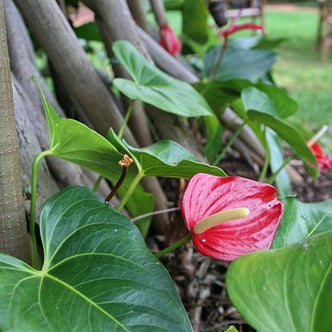 anthurium are colorful, shade-loving plants that make a bold impact on Kauai landscapes