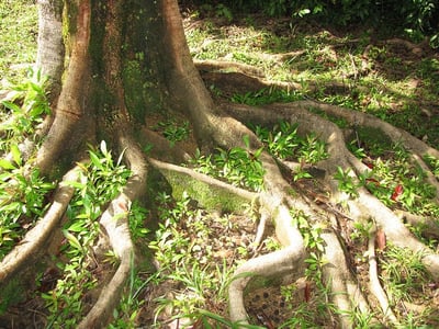 exposed tree roots