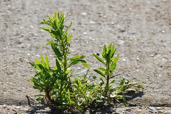 prevent weeds in crevices