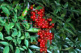 Heavenly bamboo is a great screening plant around swimming pools