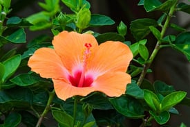 Orange Hibiscus is a great plant for swimming pool areas