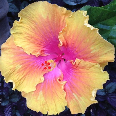 No Ka Oi's efforts to enhance the Kaha Lani's soil quality resulted in thriving plant material.