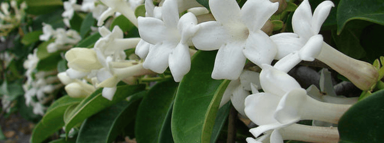 stephanotis is one of the best flowering vines on Kauai