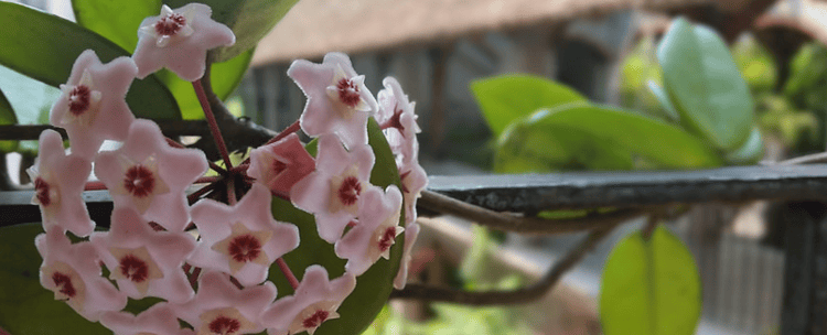 hoya is one of the best flowering vines on Kauai