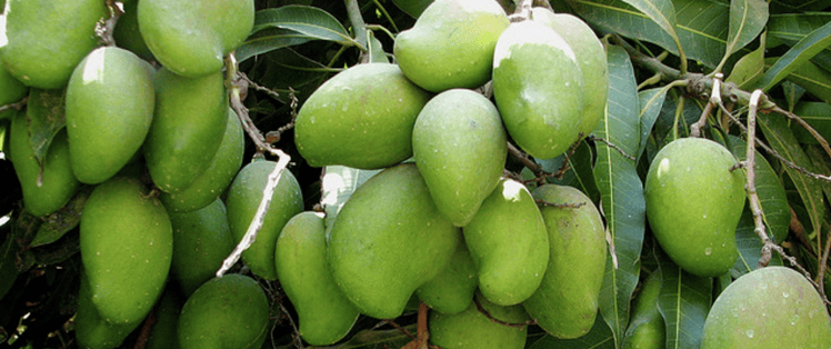 Landscaping With Fruit Trees - What Is A Ring Garden: Learn About Shrub And Tree Island Beds - It has a pale red color over pale yellow skin and soft, tender, slightly mealy, creamy white flesh.