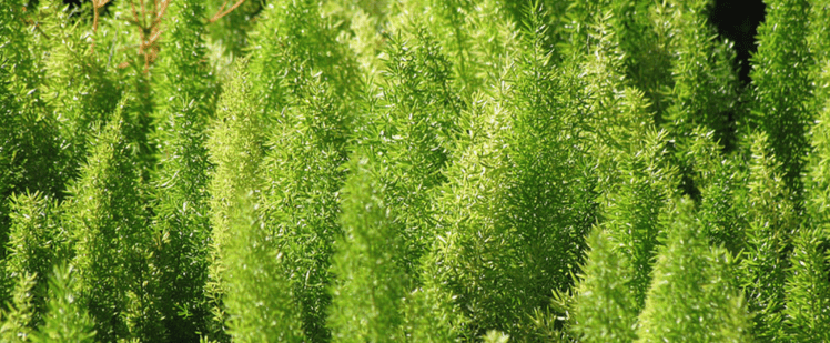 asparagus fern is an invasive plant on the island of Kauai
