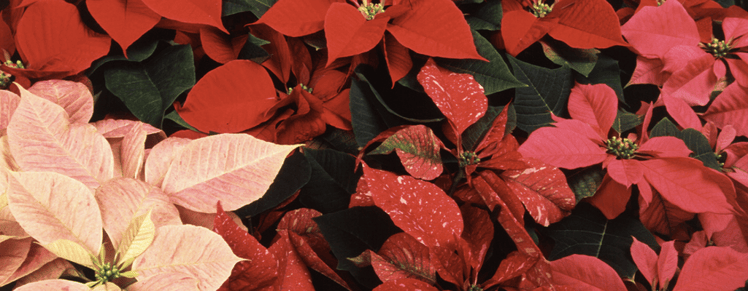 planting poinsettias gives commercial properties a traditional holiday look