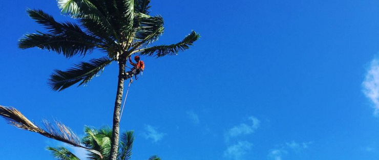 Coconut tree pruning requires expertise and equipment