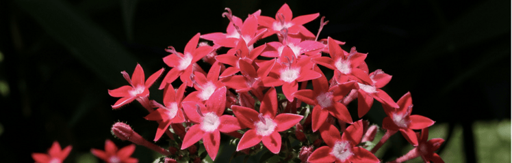 red and white pentas are a great alternative to poinsettias for adding holiday color to a commercial landscape
