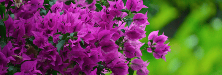 Bougainvillea looper caterpillars can turn this blooming plant completely bare