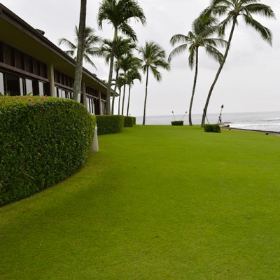The warm-season grass type at Sheraton Kauai is Seashore Paspalum.