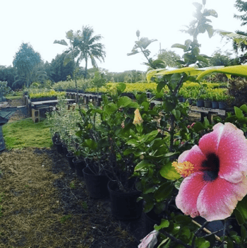 The No Ka Oi Nursery on Kauai