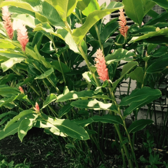 pink ginger are colorful, shade-loving plants that make a bold impact on Kauai landscapes