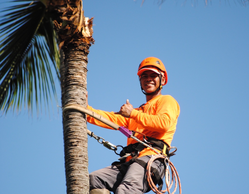 Tree_trimmers_1.jpg