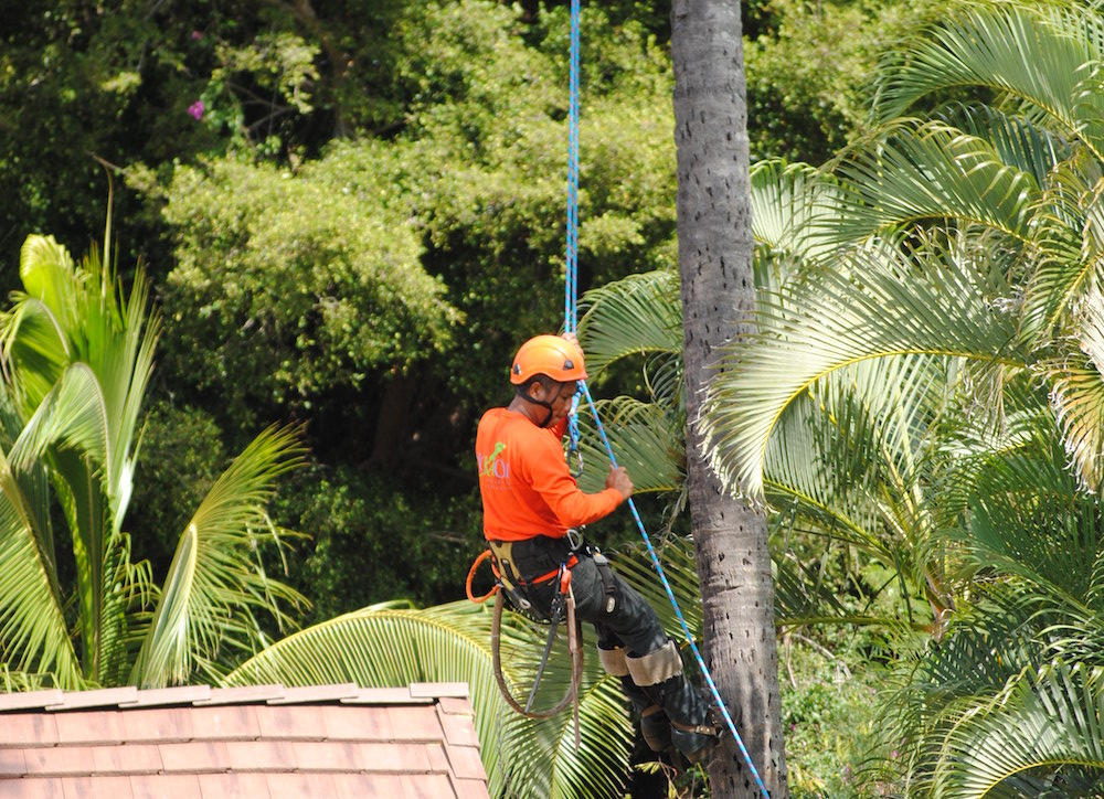 Tree_trimmers_2.jpg