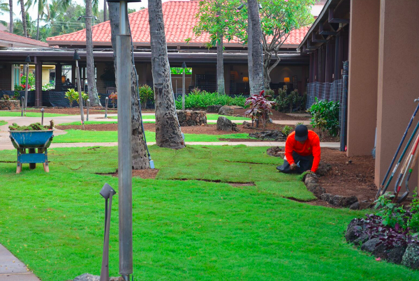 landscape renovation at Sheraton Kauai